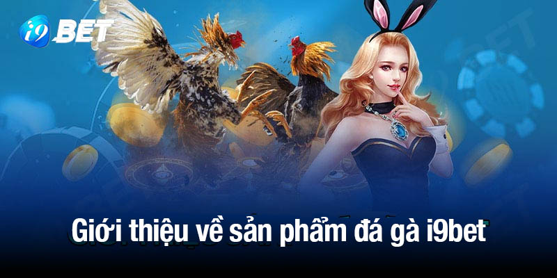 Giới thiệu về sản phẩm đá gà i9bet